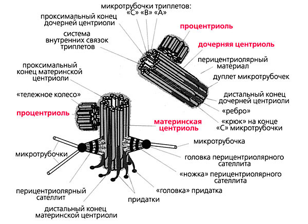 Блог mudder - centrosome_4.jpg