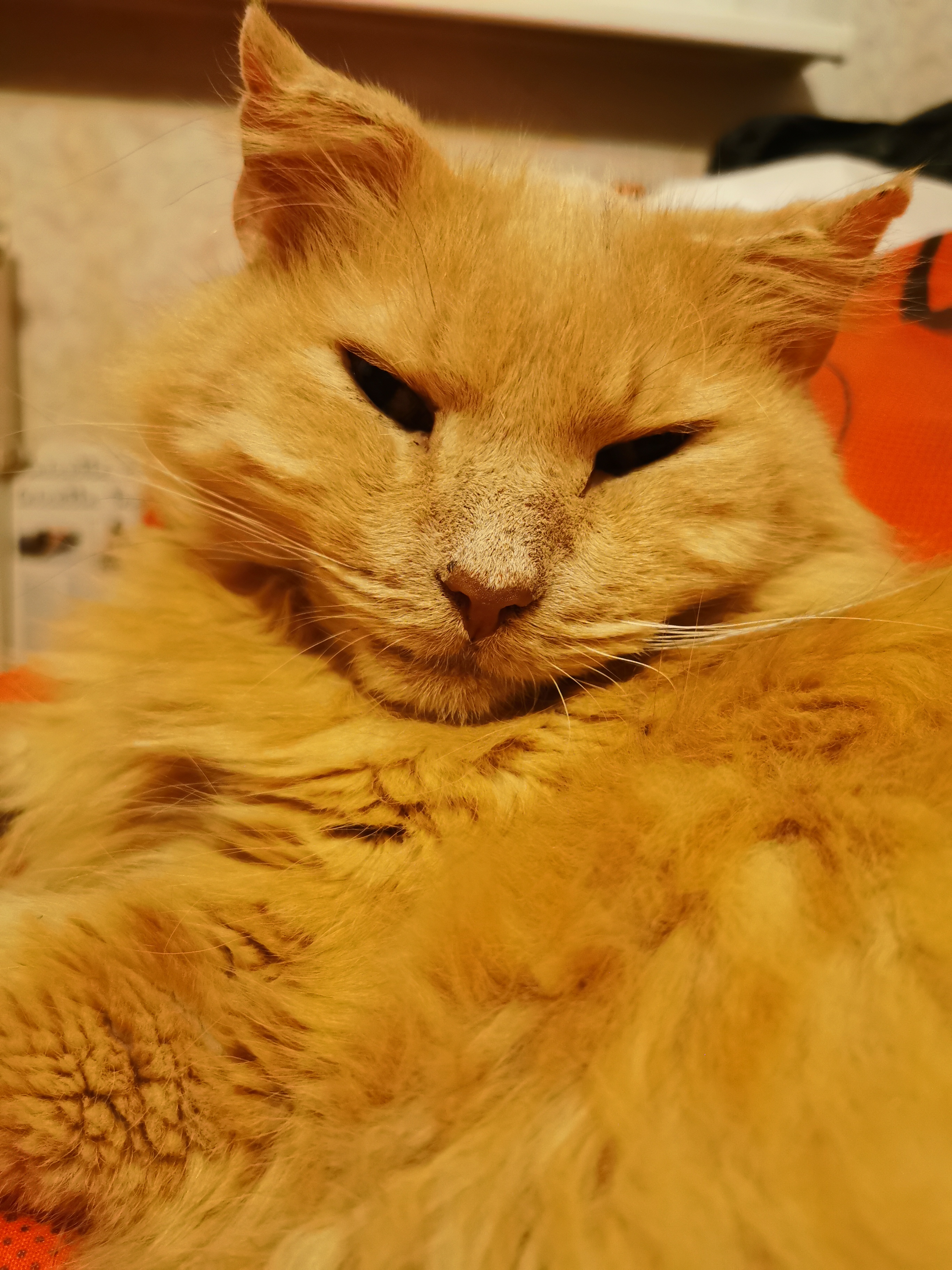 Как поступить с котиком? - IMG_20210924_212342.jpg