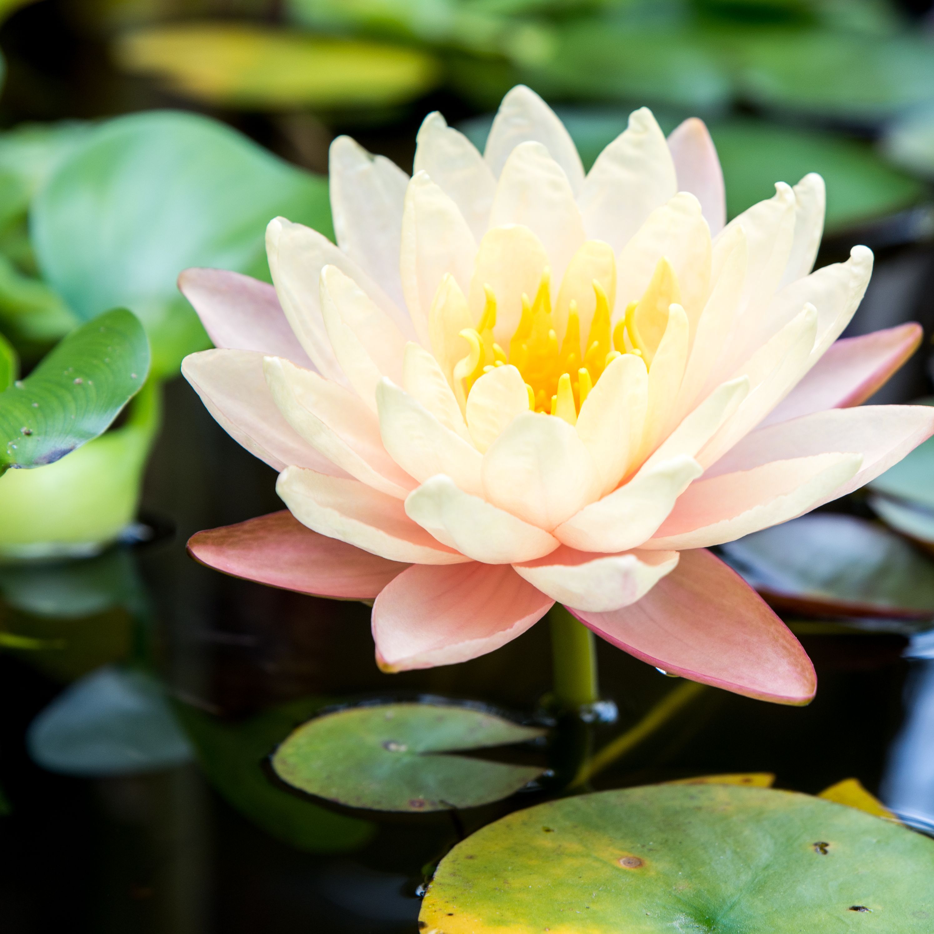 Блог mudder - the-incomparable-waterlily-and-lotus-1403525-22-dc91986882b6494e96c142144817fff5.jpg