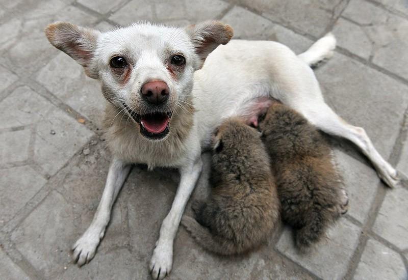 Блог mudder - InterspeciesFriends02.jpg