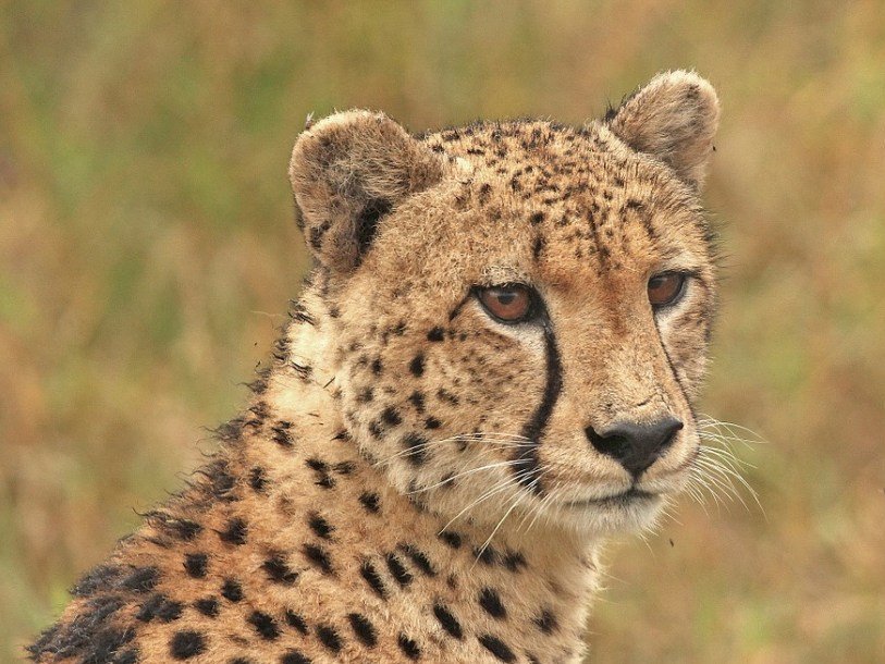 Блог mudder - ps_cheetah-1036450_960_720_1482911920.jpg.814x610_q85.jpg