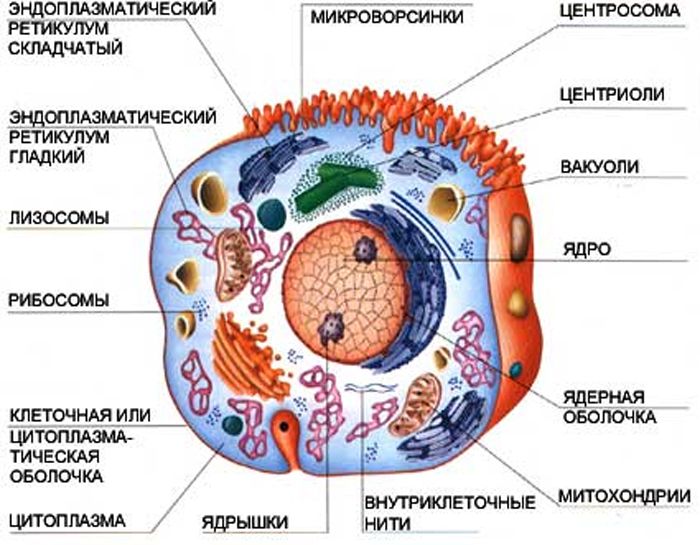 Блог mudder - biologiya-35500-shema-stroeniya-kletki-cheloveka.jpg