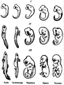Блог mudder - 220px-Закон_зародышевого_сходства.png