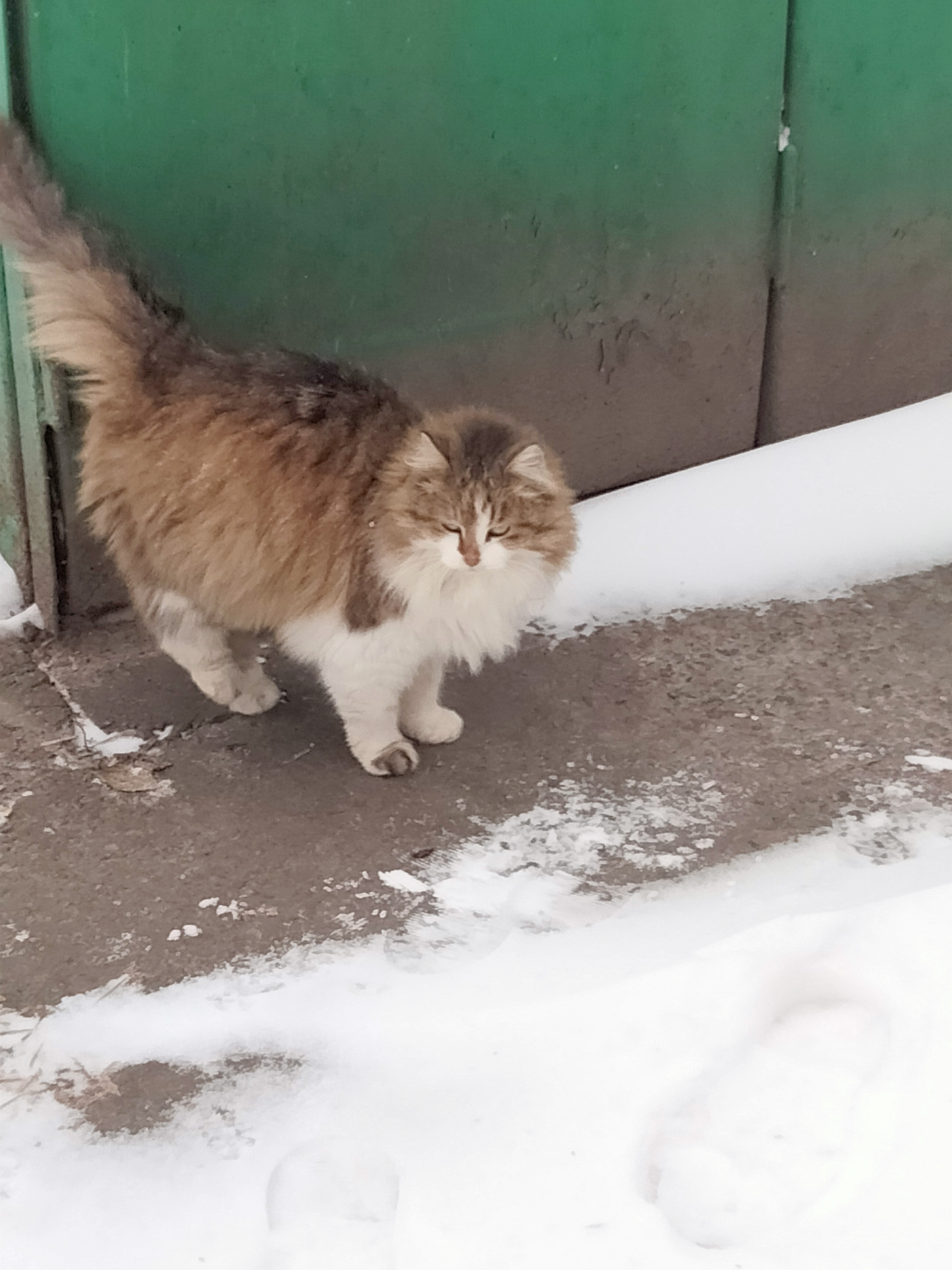 Пропала кошка Маркиза  - IMG20211229120548.jpg