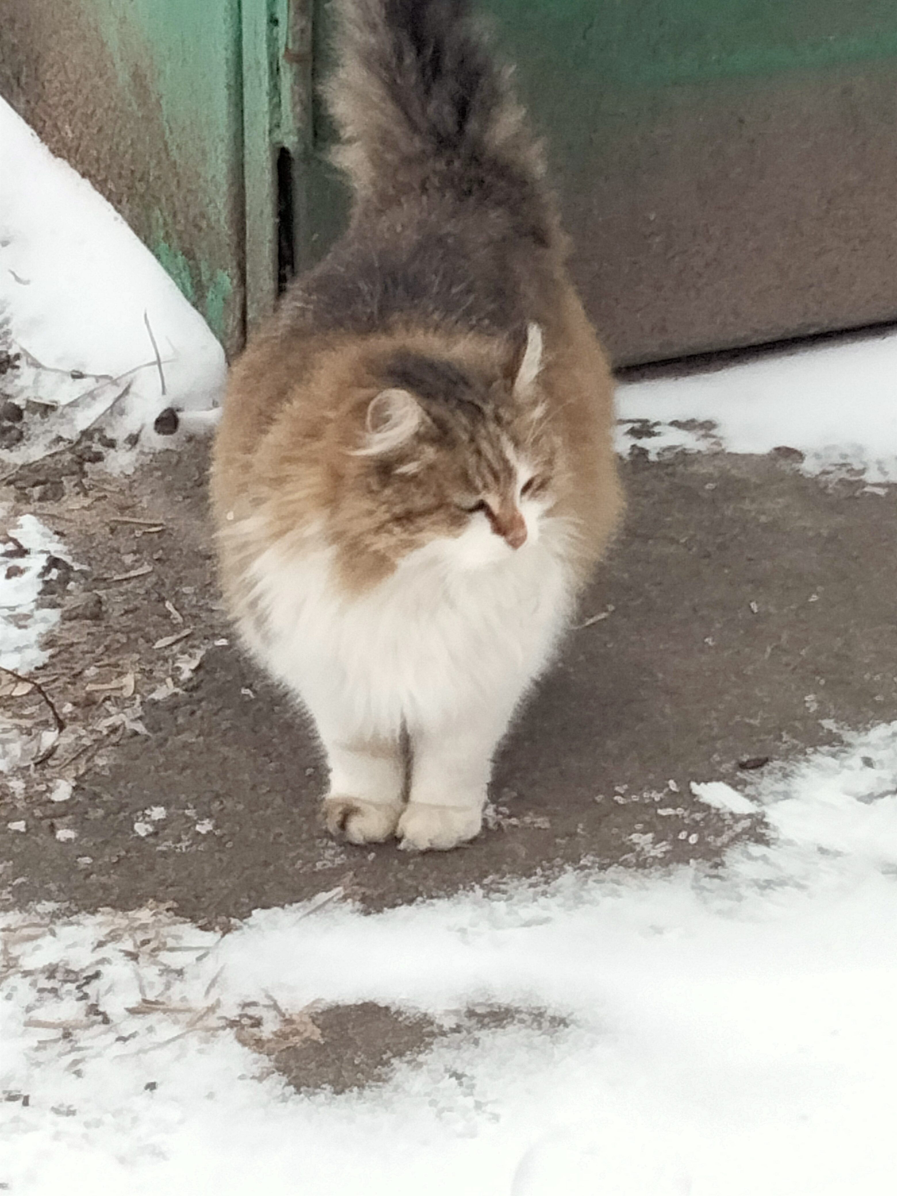 Пропала кошка Маркиза  - IMG20211229120557.jpg