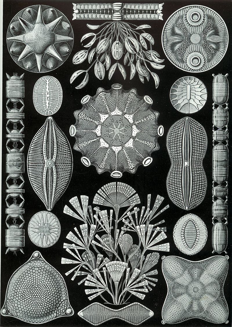 Блог mudder - 800px-Haeckel_Diatomea (1).jpg