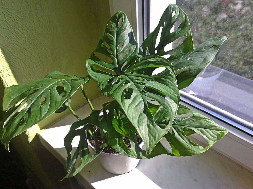 Блог mudder - Monstera-obliqua.jpg