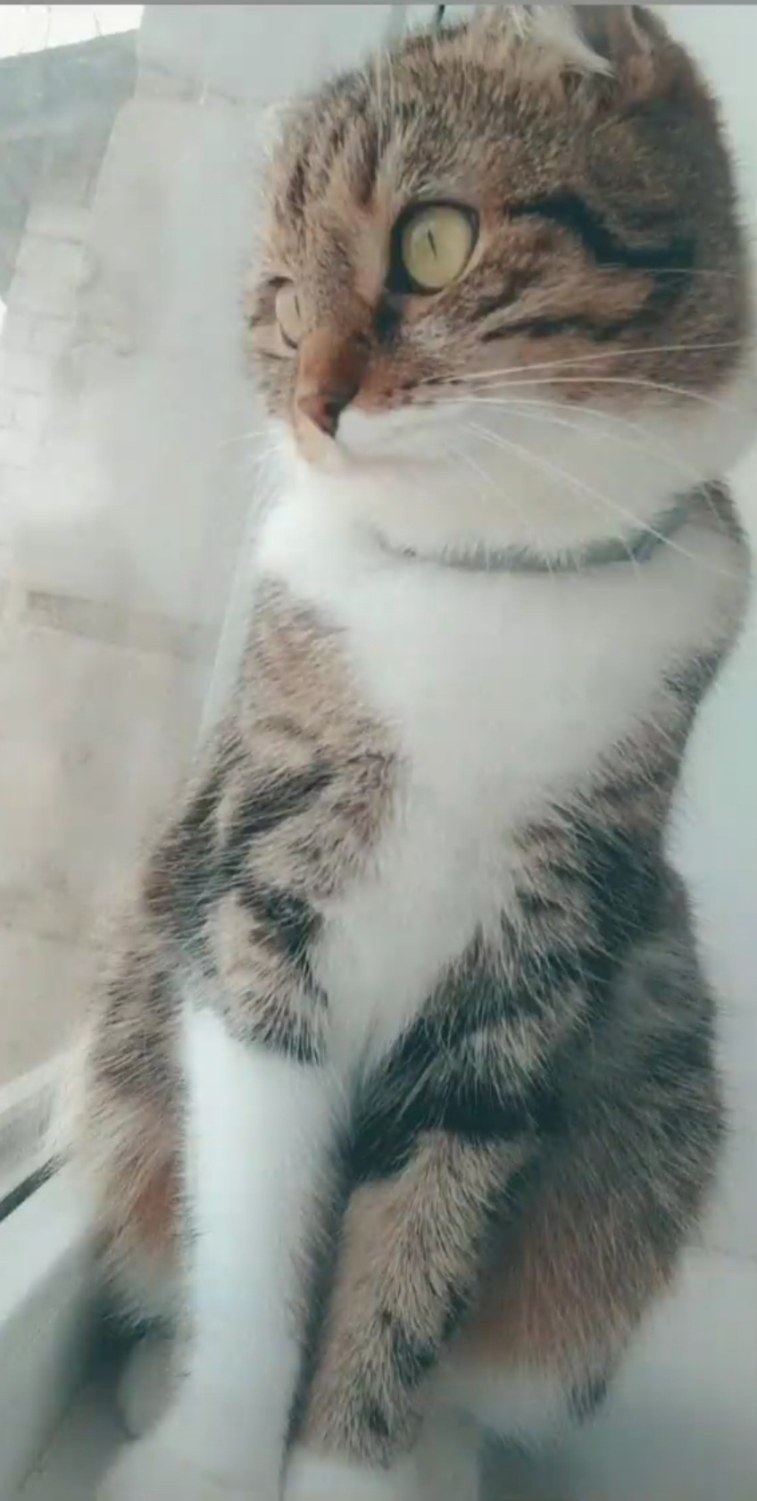 Поиск кошки - Screenshot_20221017-073727_Instagram.jpg