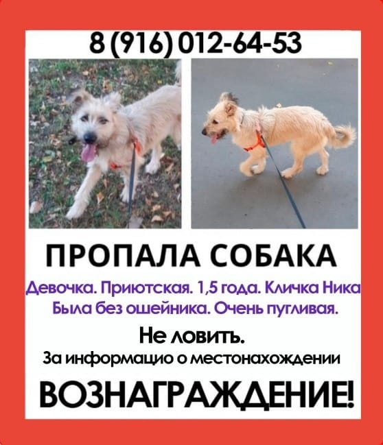 Пропала собака. Помогите, пожалуйста, определить местоположение. - YWlusaUOVu0.jpg