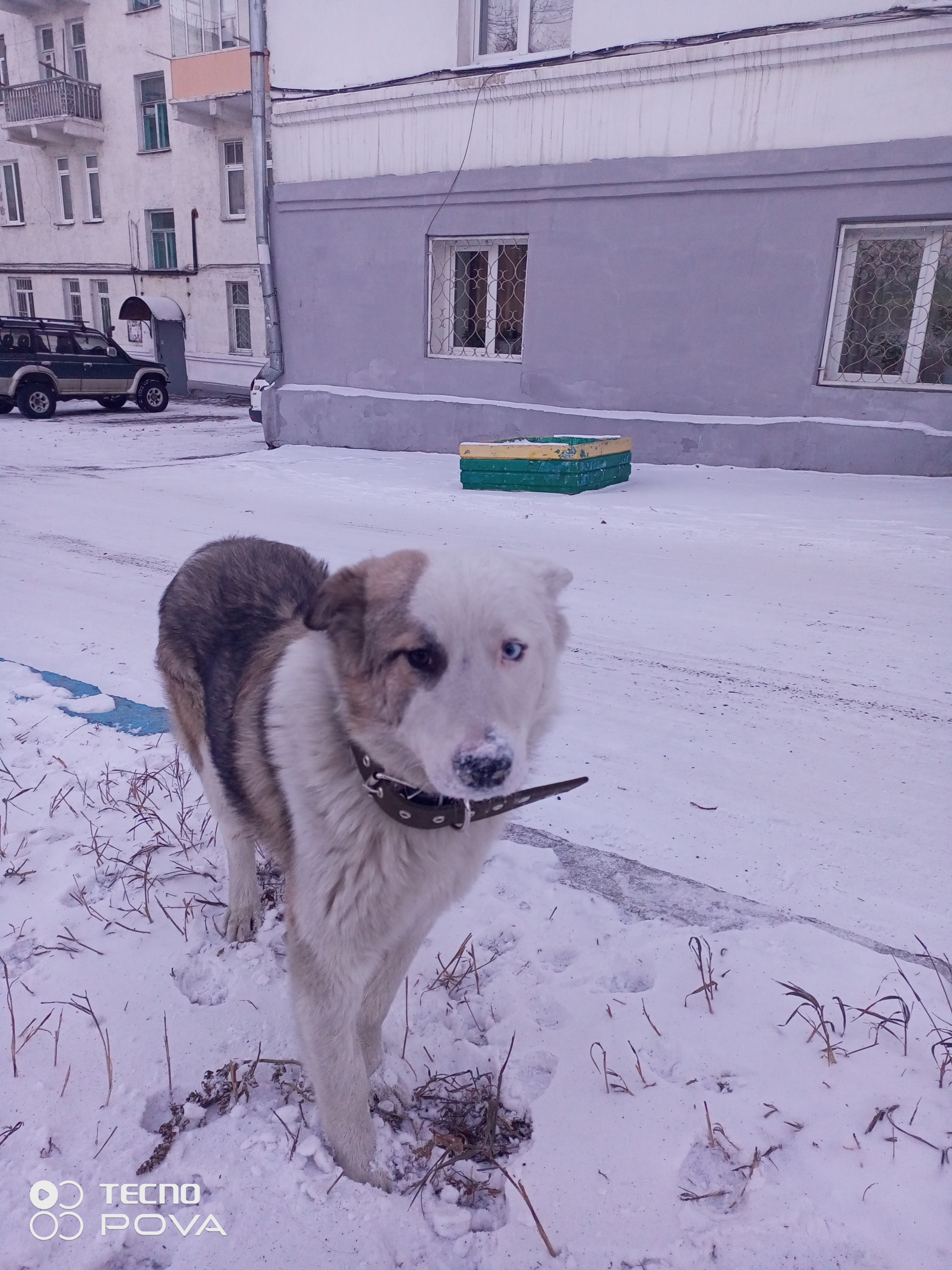 Помогите узнать, жив ли питомец? - IMG_20221130_164200_920.jpg