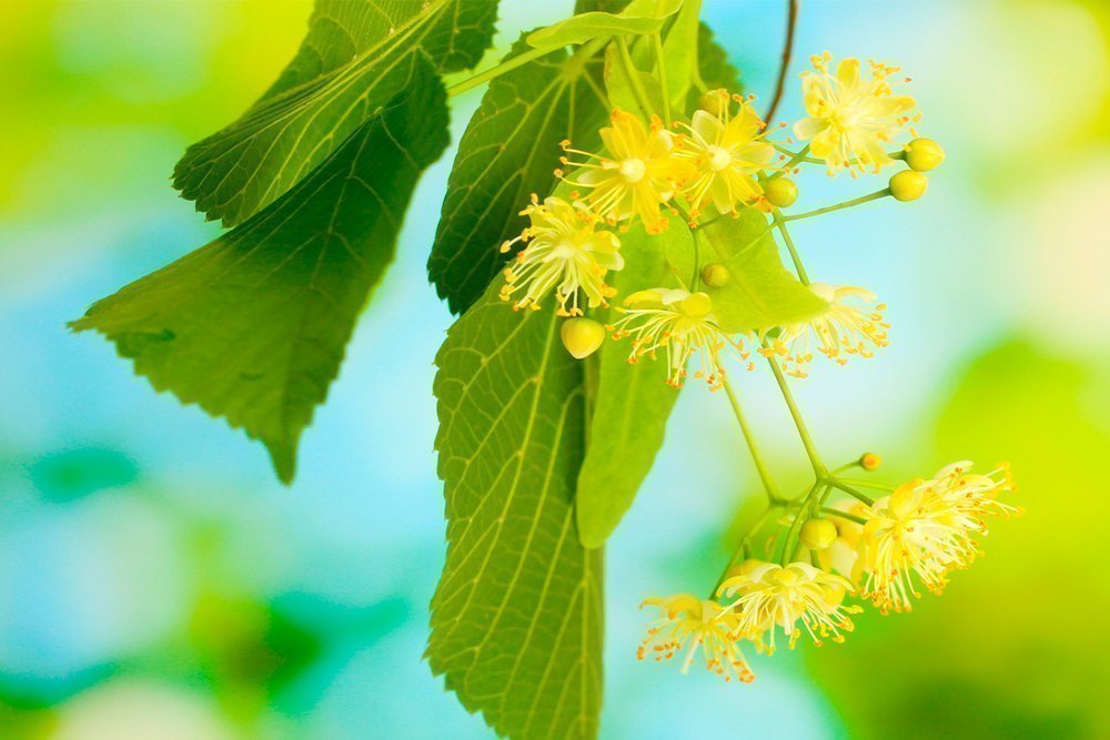 Липа - shutterstock_106847648.jpg