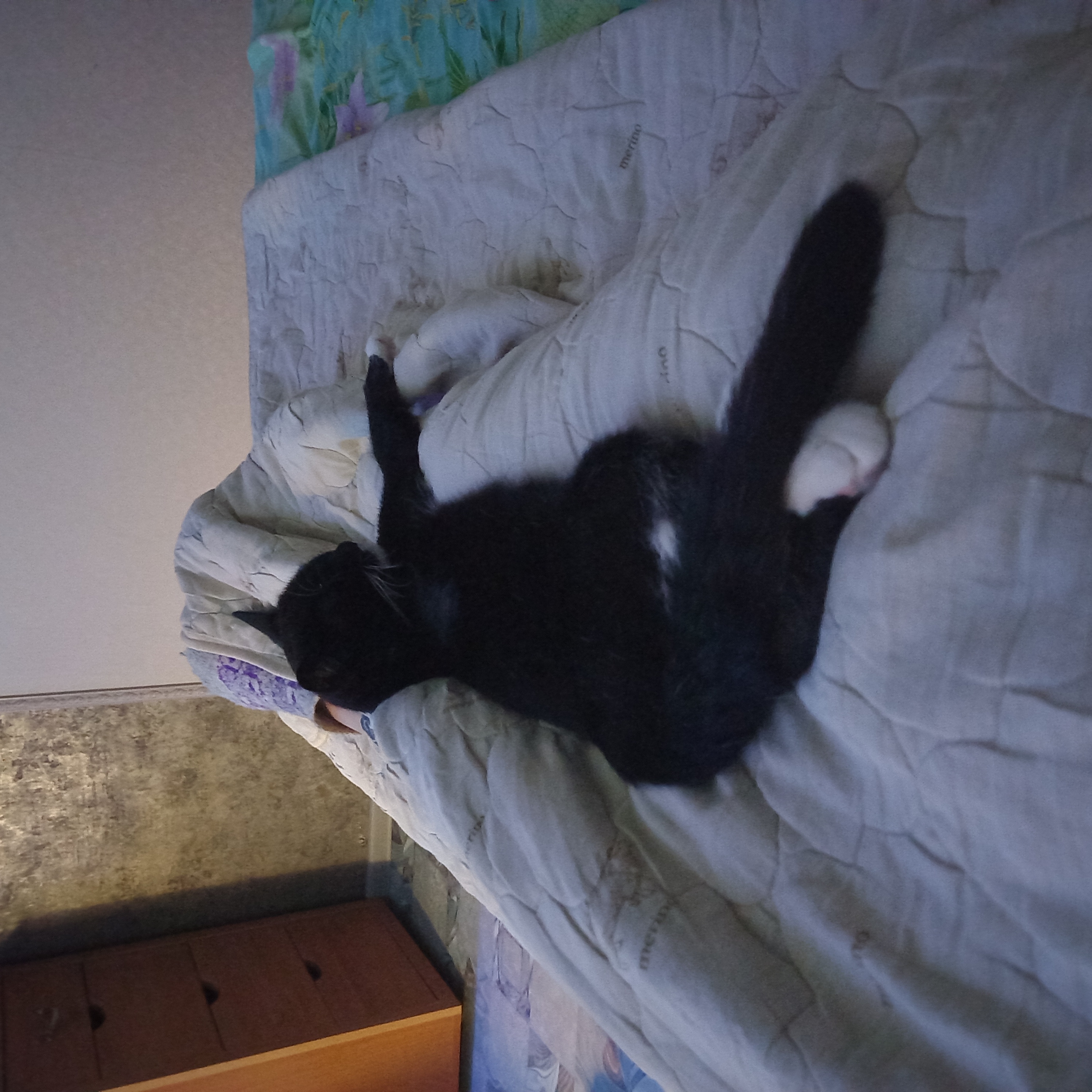 Кошка Sos  - 20221221_174908.jpg