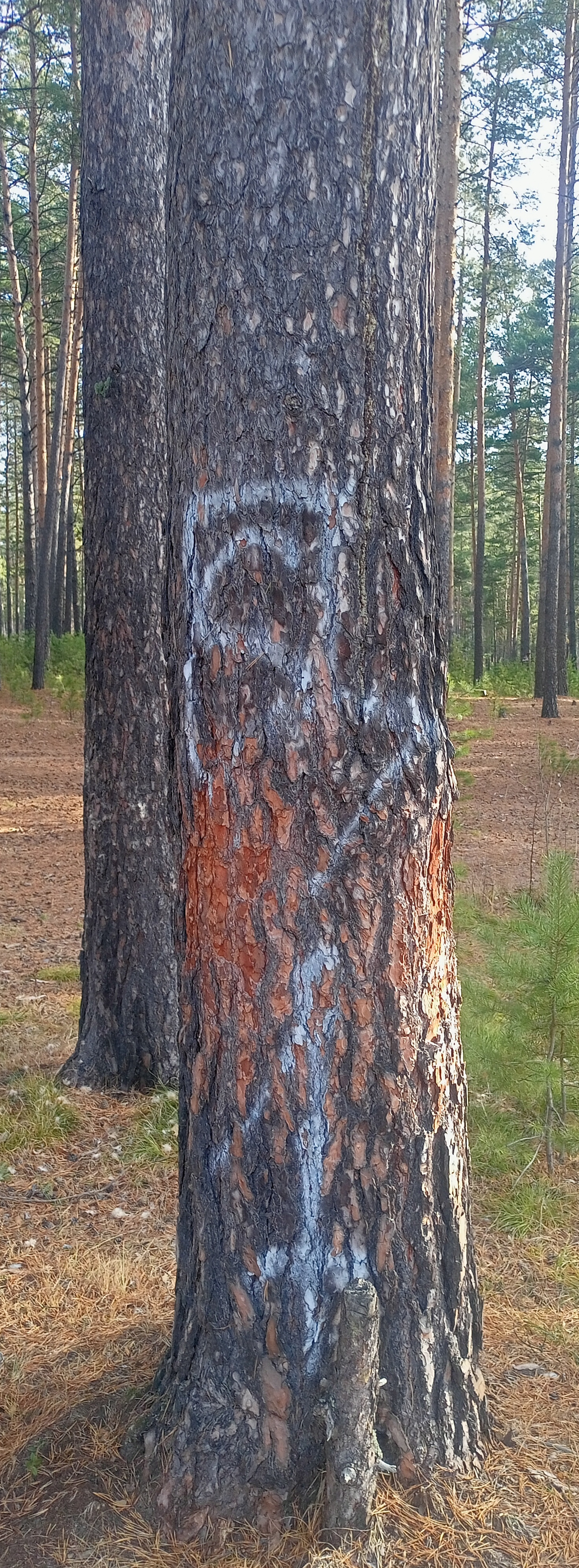 Рисунки на деревьях - IMG_20221225_163305.jpg