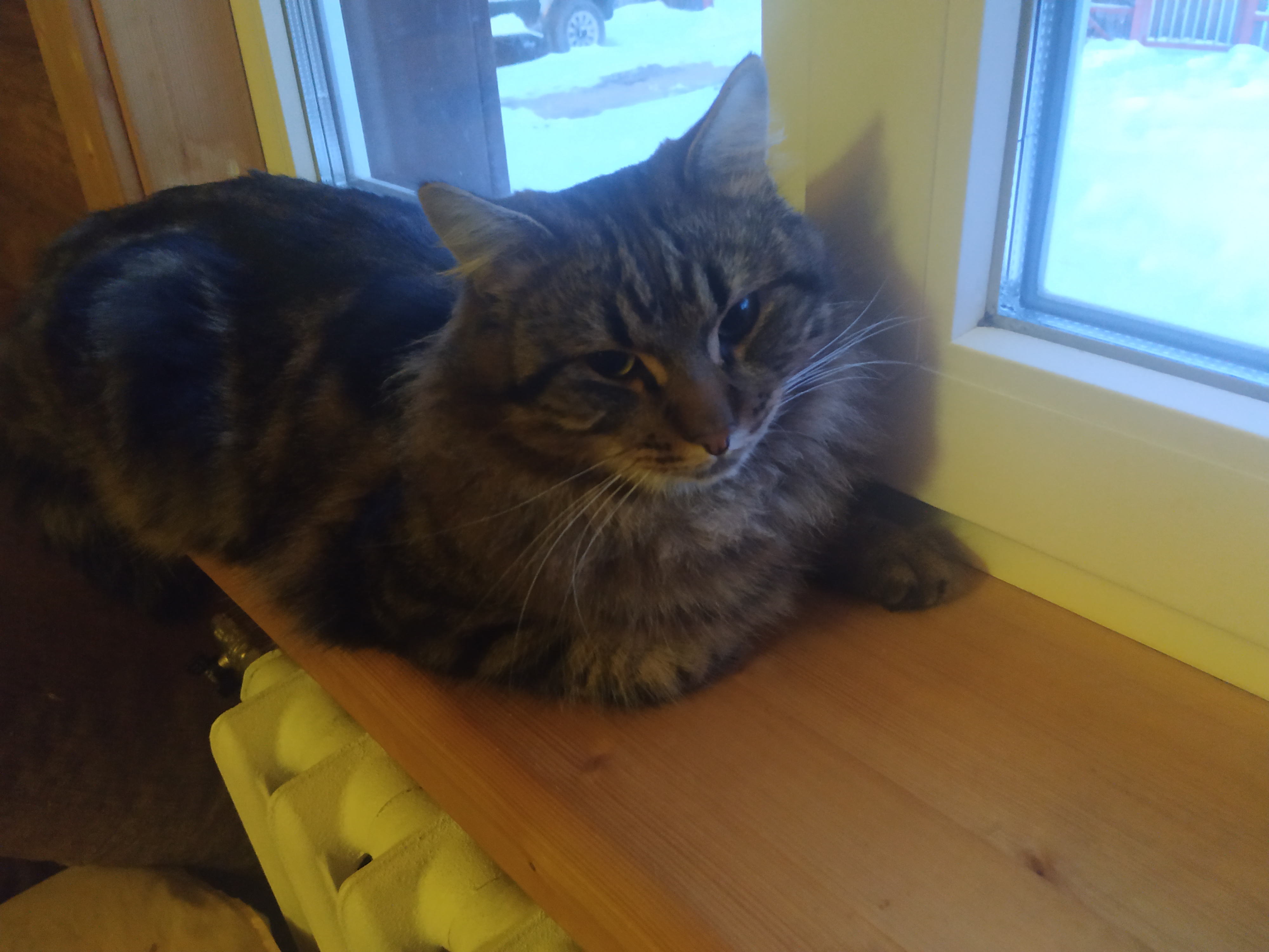 Посмотрите жив ли мой котик? - IMG_20221207_081952.jpg
