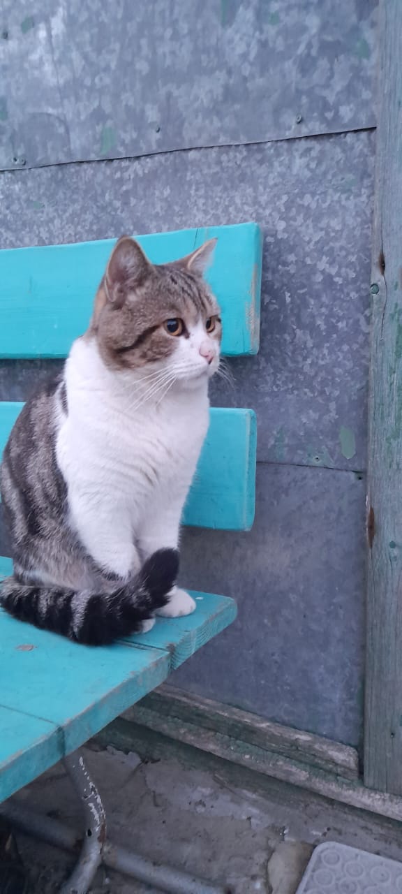 Потерялся котик, помогите - IMG-20230116-WA0002.jpg
