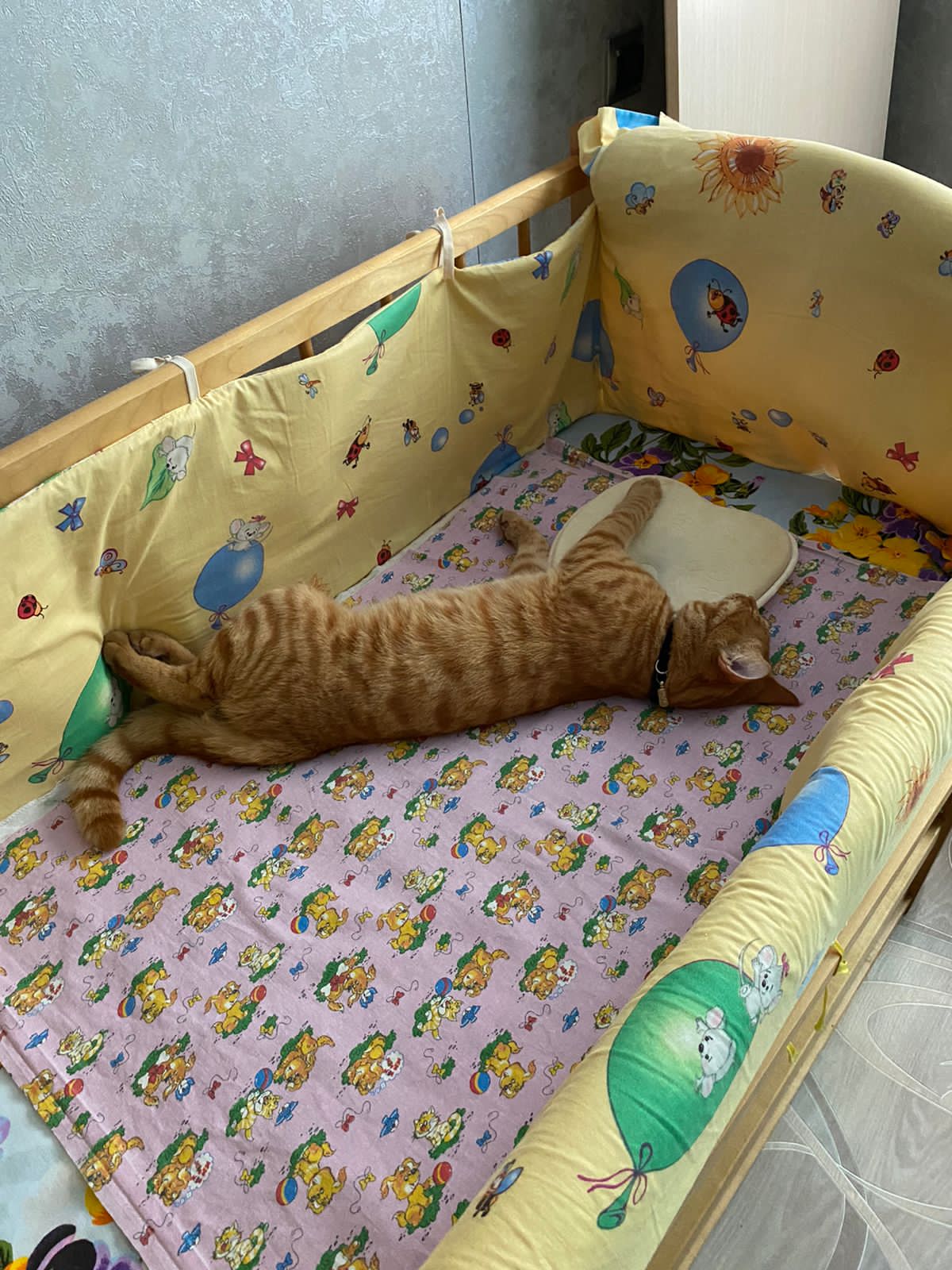 Помогите узнать что с любимым котом. Пропал 3 недели назад. - IMG-20220728-WA0001.jpg