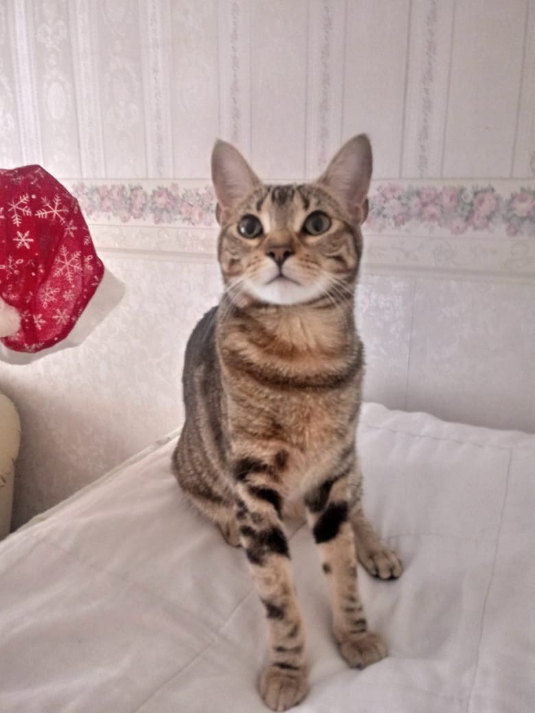 Пропала кошка - IMG-20230429-WA0010.jpg