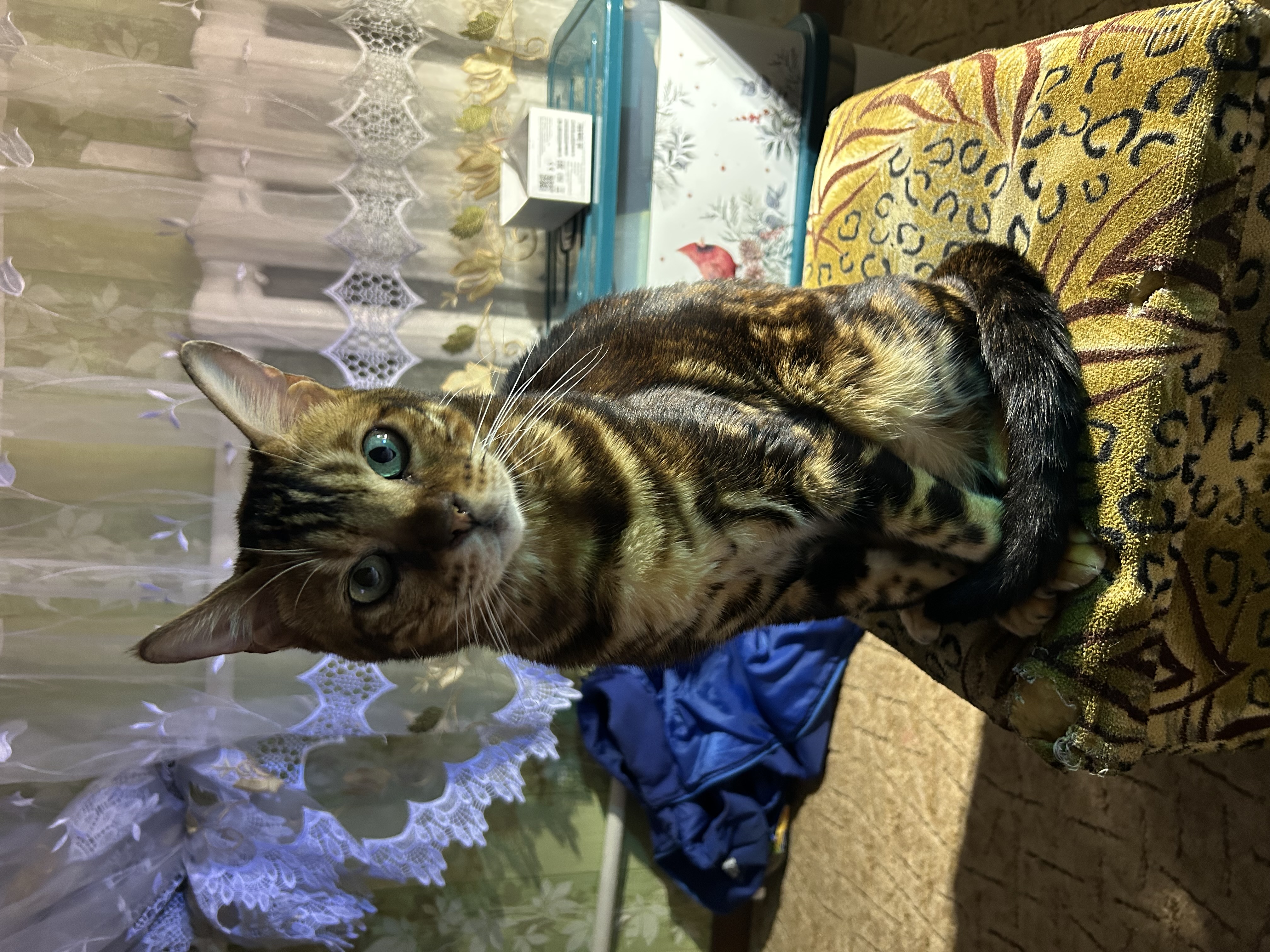 Помогите найти кота - IMG_1327.jpeg