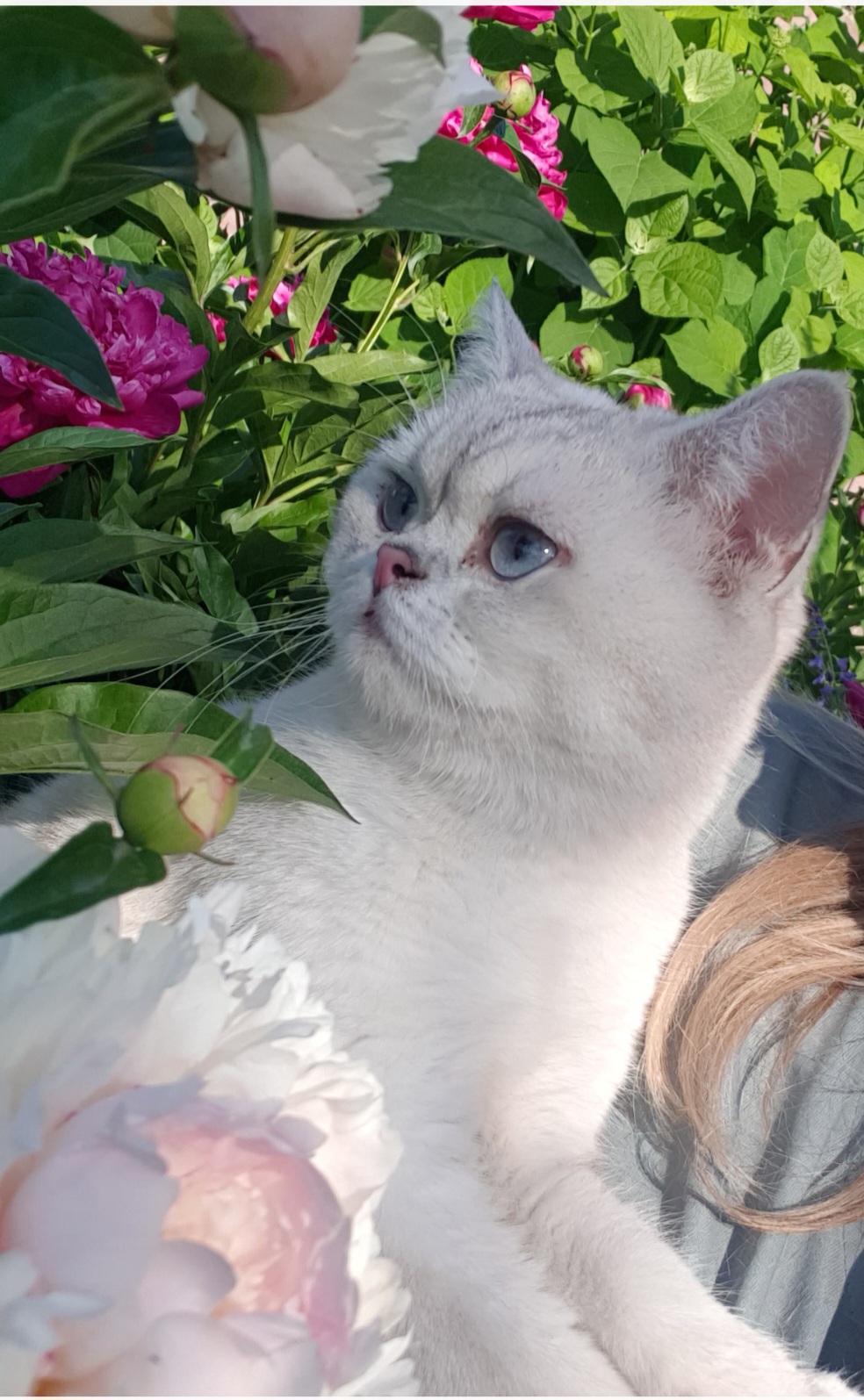 Помогите найти кота - Screenshot_20230702_211357_Gallery.jpg