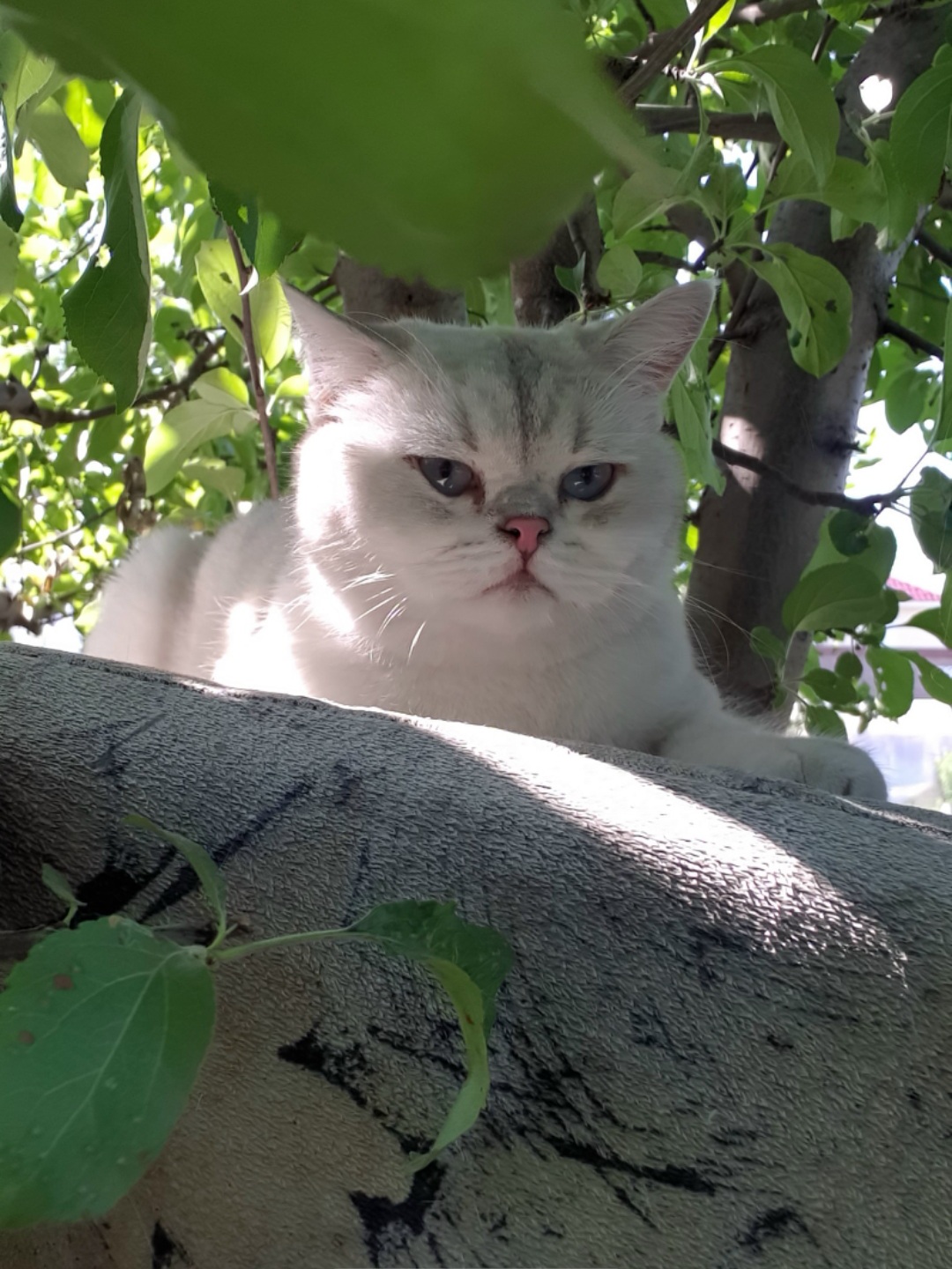 Помогите найти кота - Screenshot_20230702_211347_Gallery.jpg