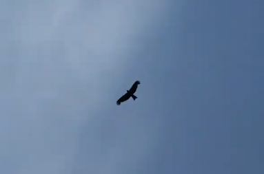 Знаки судьбы - орел.png