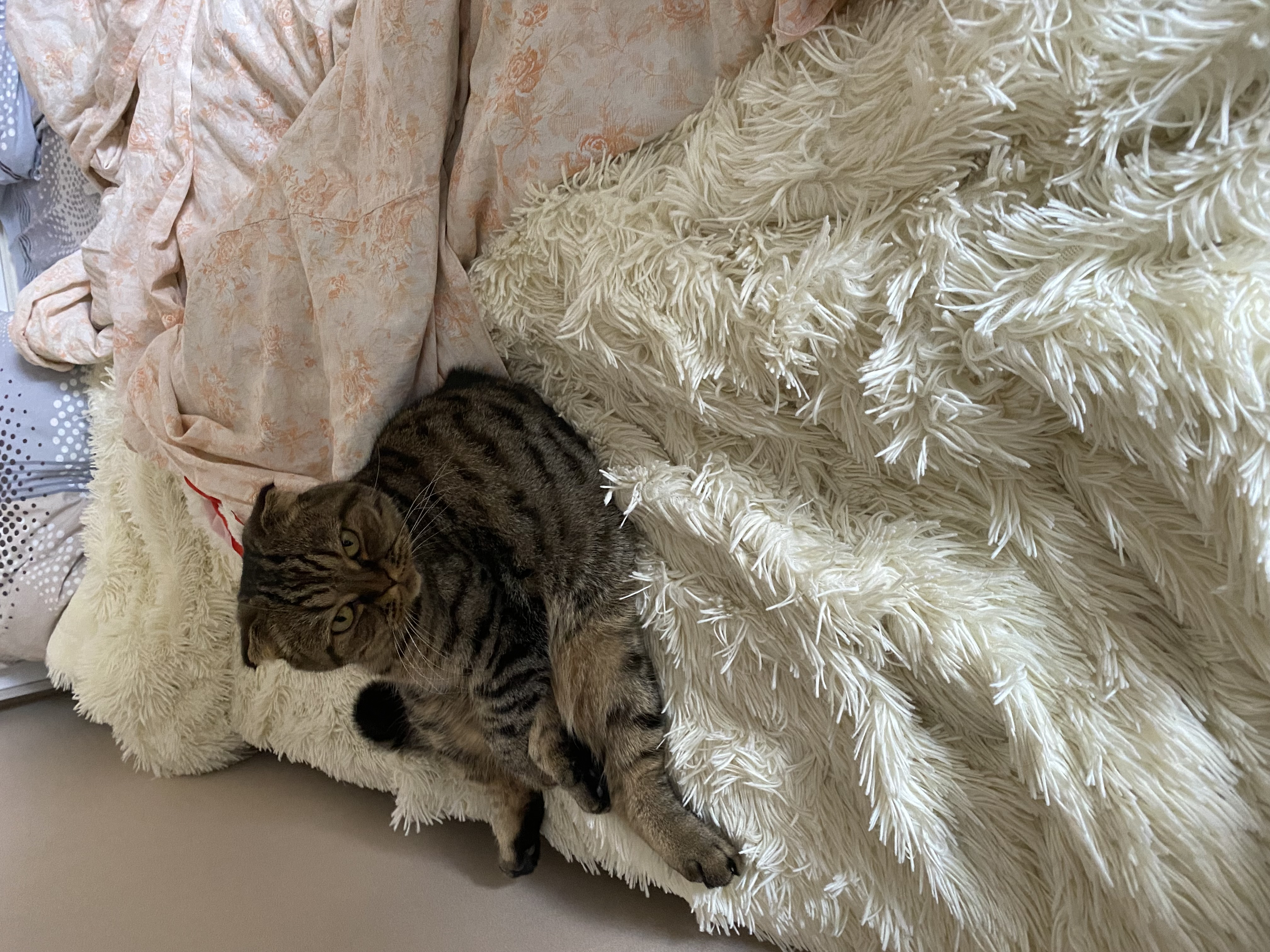 ПОМОГИТЕ Жив ли кот? - IMG_6701.jpeg