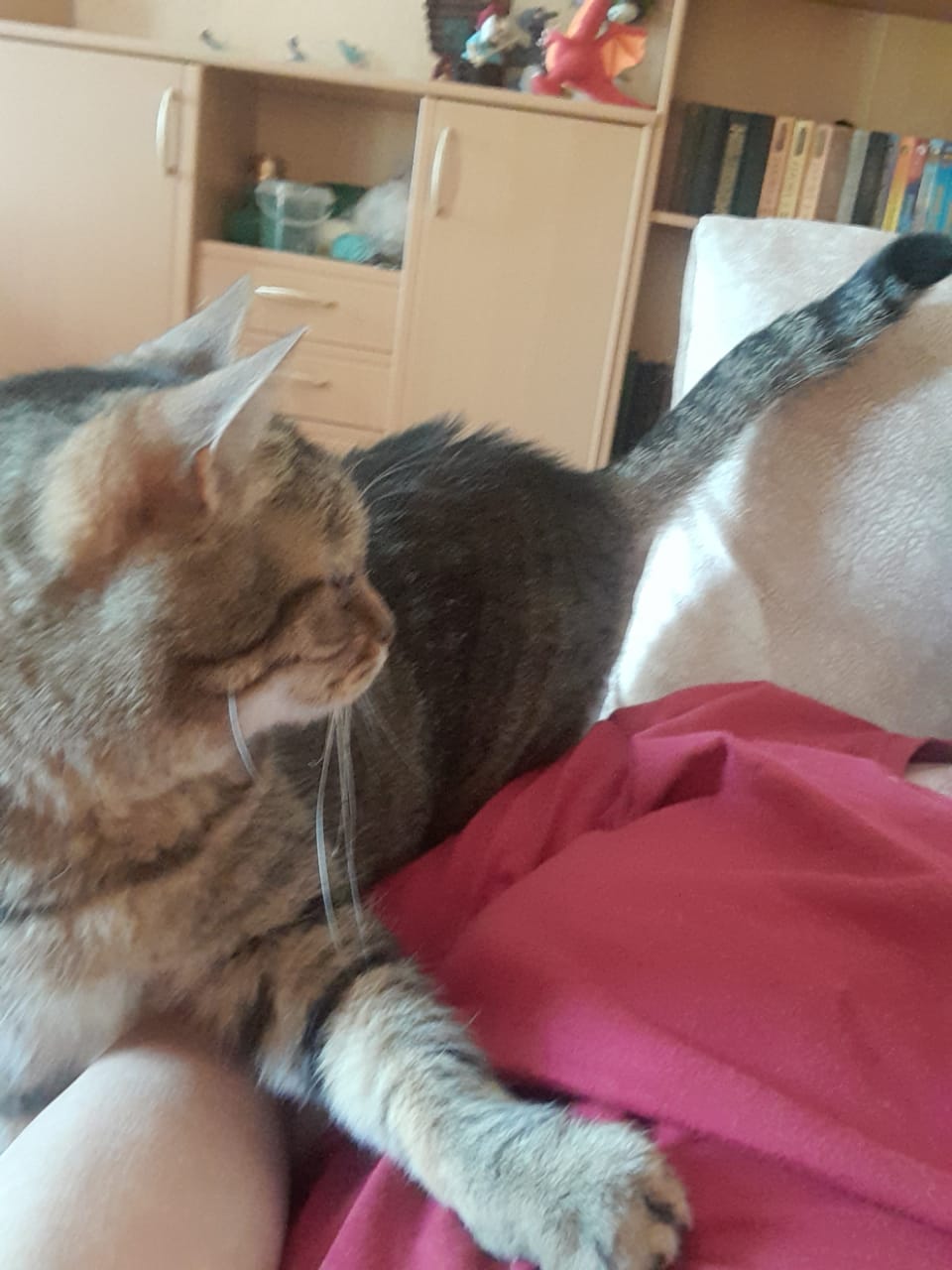 Домашний кот оказался на улице. Помогите, пожалуйста  - WhatsApp Image 2023-07-23 at 11.54.04.jpeg