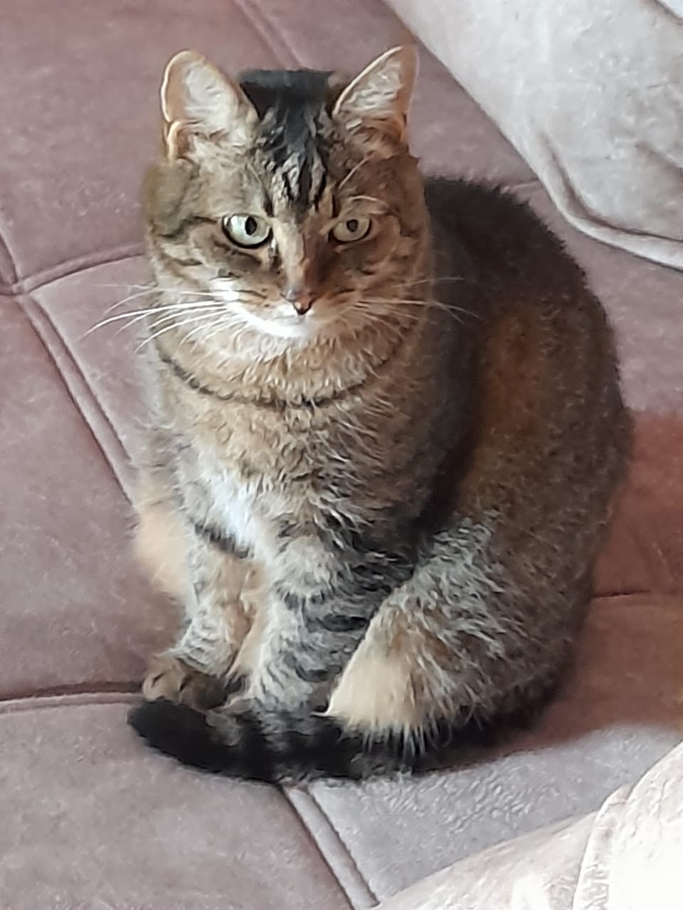 Домашний кот оказался на улице. Помогите, пожалуйста  - WhatsApp Image 2023-07-23 at 11.46.37.jpeg