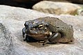 Тотемы. - Bufo-alvarius-coloradokröte.jpg