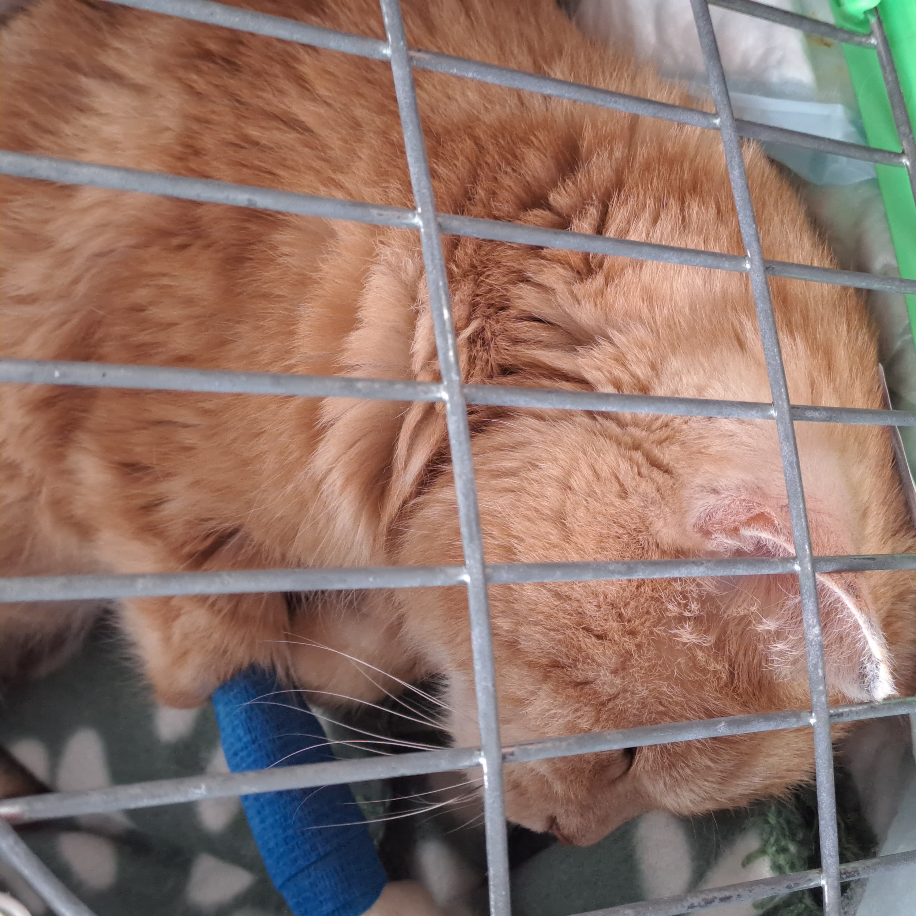 Гипертония у старого котика. Солнечнй котик и мой кризис. Помогите - 20230727_191319.jpg