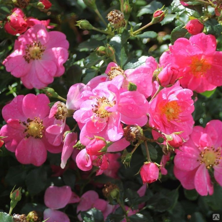 Шиповник - bienenweide-rosa3.jpg