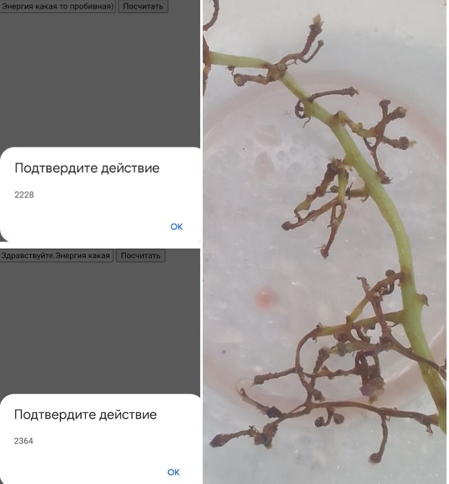 Итог.Конкурс.Что в пластиковой коробочке - Screenshot_20231023-184131.jpg