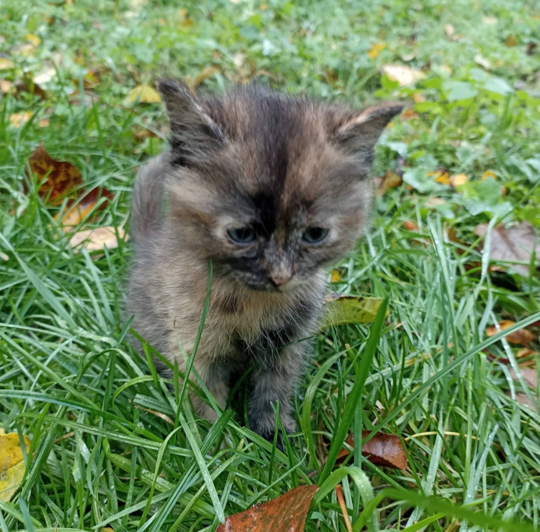 Кошка не вернулась домой. - IMG_20240120_182514.jpg