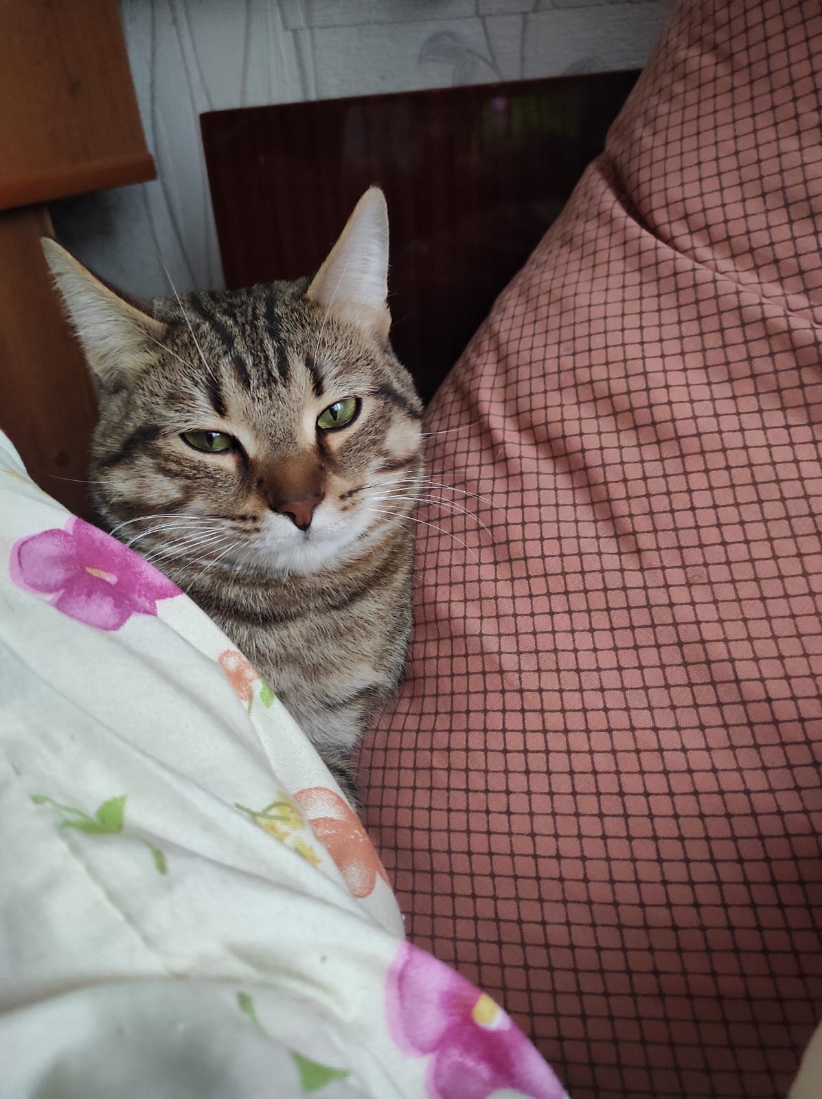 Пропал котик - IMG-20240104-WA0000.jpg