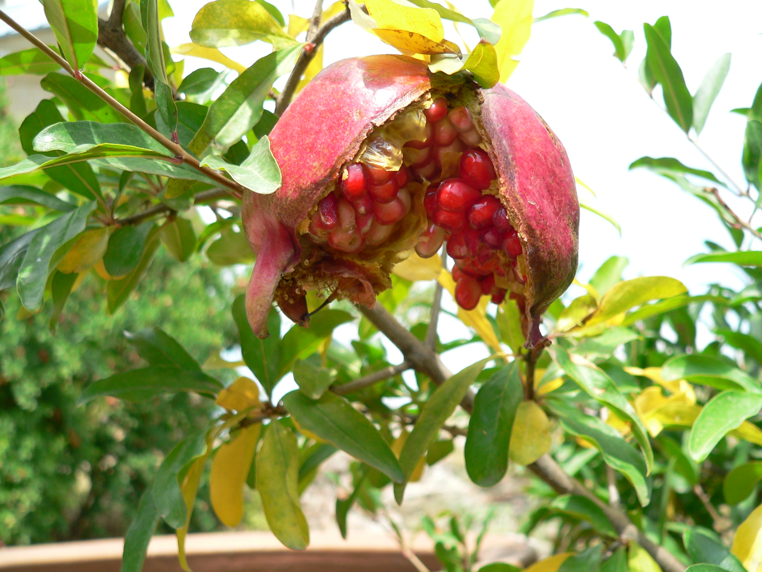 мои стихи и нестихи - Pomegranate_Narikala.jpg