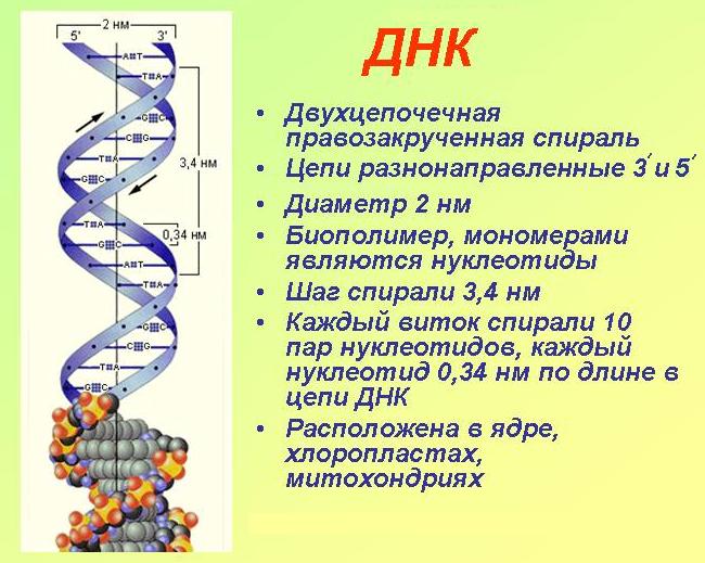 Блог mudder - molekula-dnk.jpg