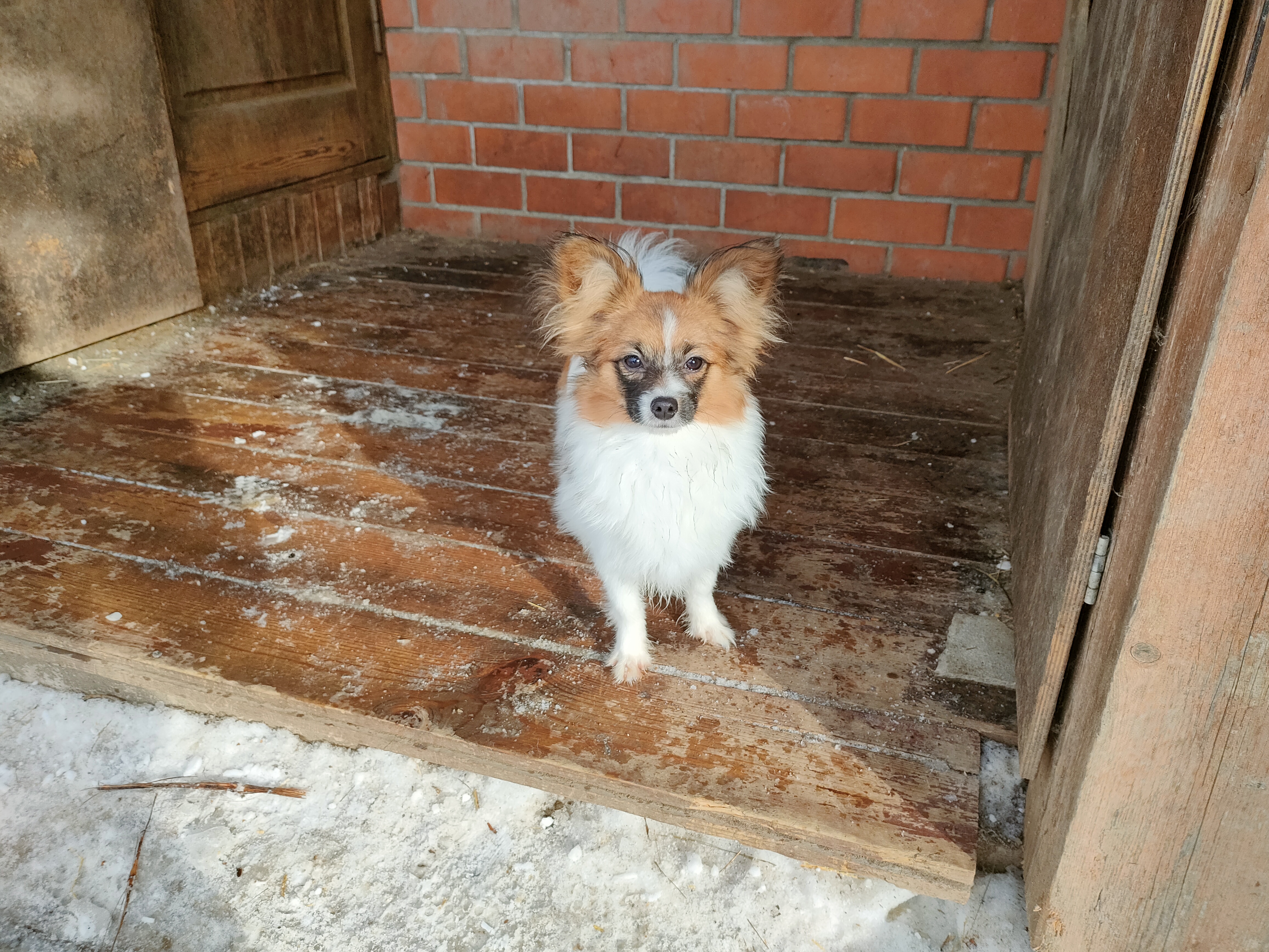 Прошу помощи Убежала собачка  - IMG20230306153134.jpg