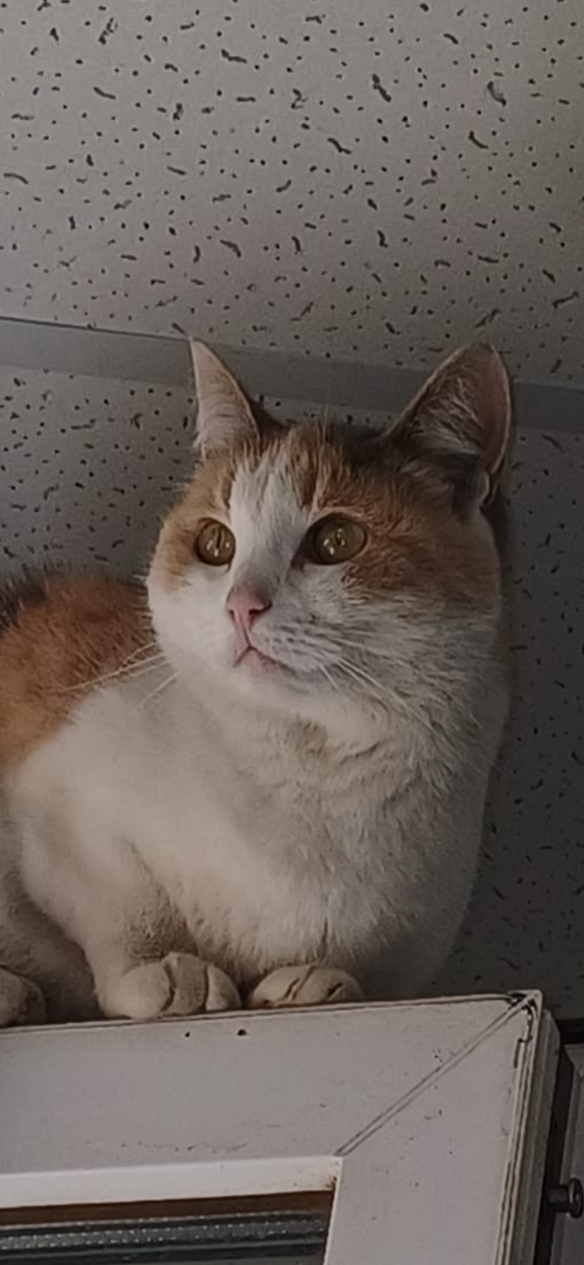 Потерялась кошка. Смирились, что не найдем  - IMG_8854.png