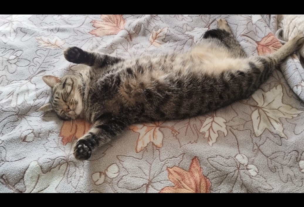 Жив ли пропавший котик - IMG_20250628_131345.jpg