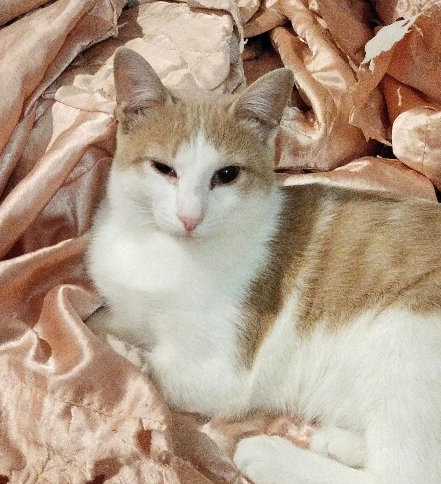 Жив ли котик? - IMG-20231123-WA0009(1).jpg