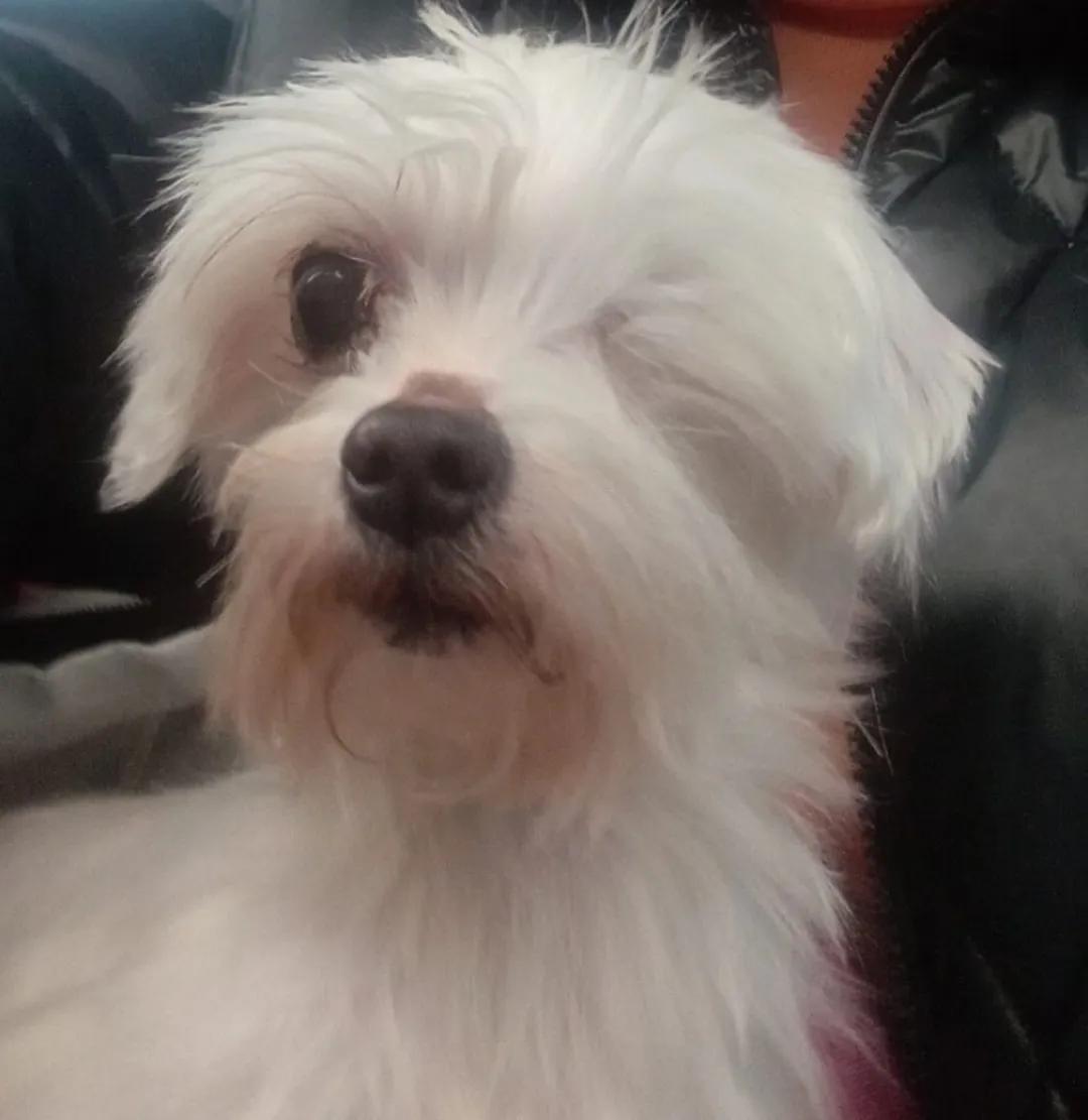 Собака из приюта - IMG_20251104_193521_975.jpg