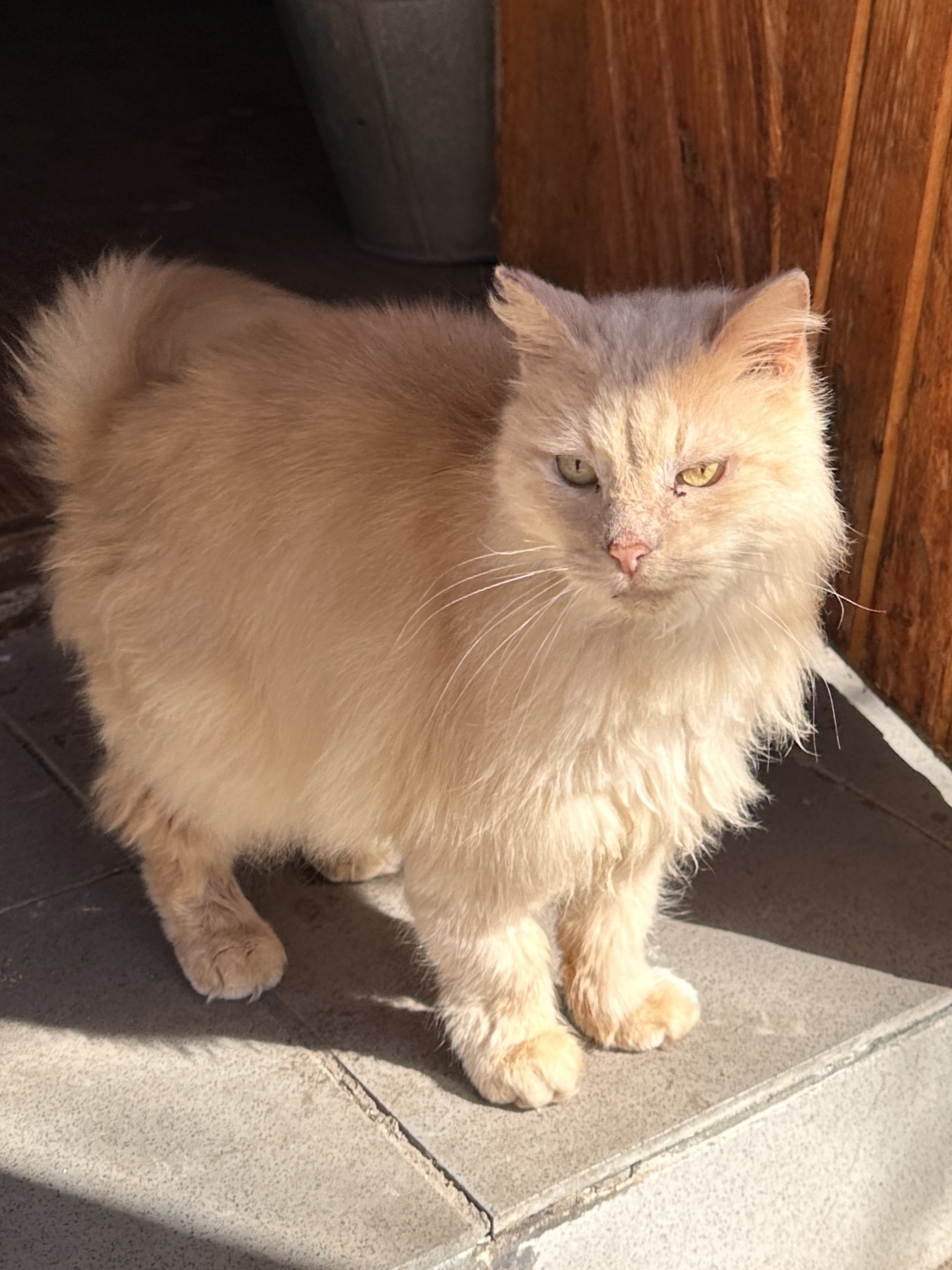 Найдется ли наша Манюня? - IMG_7728.jpeg