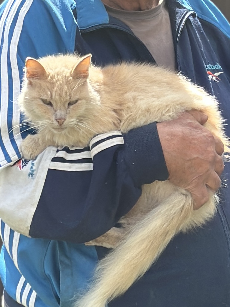 Найдется ли наша Манюня? - IMG_0852.jpeg