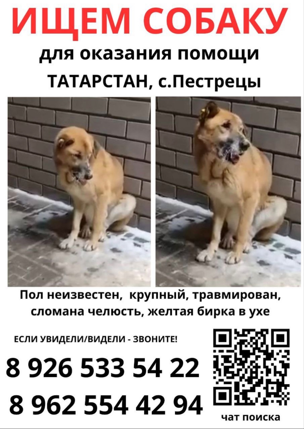 Неделю не могут найти травмированную собаку. Посмотрите, пожалуйста... - Xm4FfLJoIsOy3k9_ljcV1fMiJesAPLd03wjmgx13K7GwYkI8UClsSWUR-ReBCLnpuhVFTrBUYpCCU1yMJft4HwTP.jpg