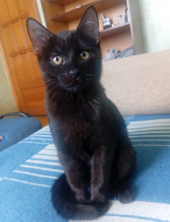 Котенок. 10 месяцев - 542f87c8a34e69cd6e0444796b060a04fbf04c5a76a68facd927ff4ec9ac8f7d80e06fef2a237b47079ce04fa370bb67_large.jpg