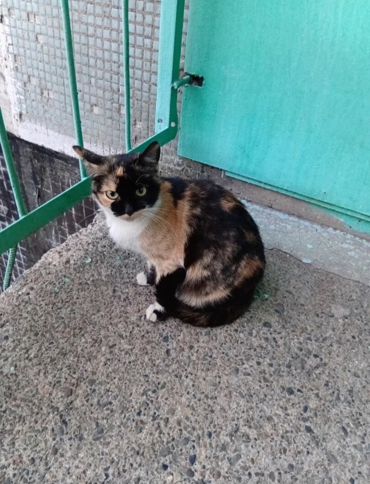 Прошу помочь узнать о нашей дворовой кошке - 1000008484.jpg