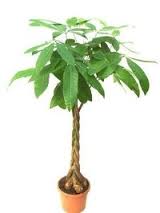 Скатерть Самобранка ТМ Попируем  - images_51.jpeg