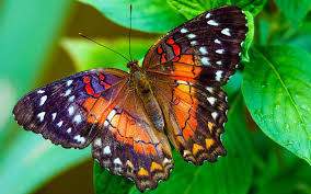  Музыкальный конкурс ЗАКРЫТ ИТОГИ - Butterfly-funny-pic-5.jpg