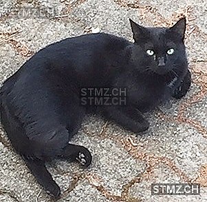 помогите пожалуйста ..посмотрите что с котиком - a84e73cd9d01612ad8157e394748372c.jpg