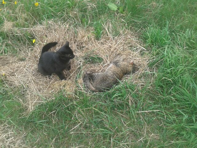 Пропал котик - 20160519_152754 (2).jpeg